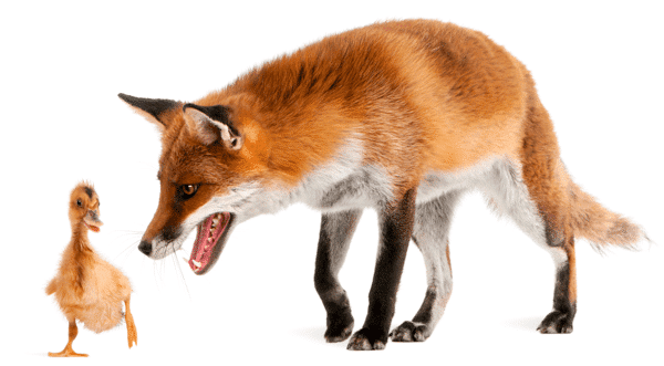 Conhece a táctica de vendas da raposa?