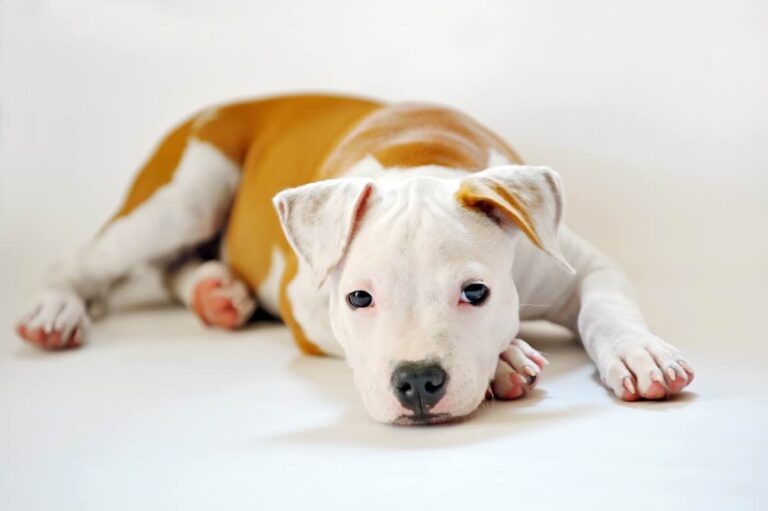 Motivação: Sofre da síndrome do cachorrinho?